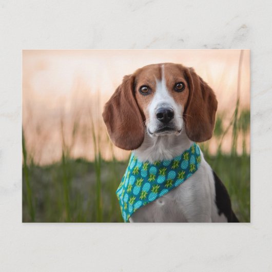 Carte postale Foxhound (Devant)