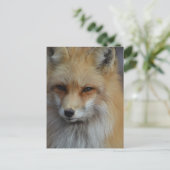 Carte Postale Foxy Fox (Debout devant)