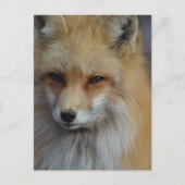 Carte Postale Foxy Fox (Devant)
