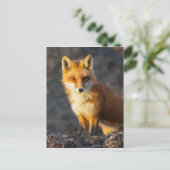 Carte Postale Foxy Stare (Debout devant)