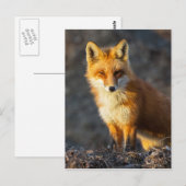 Carte Postale Foxy Stare (Devant / Derrière)