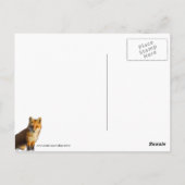 Carte Postale Foxy Stare (Dos)
