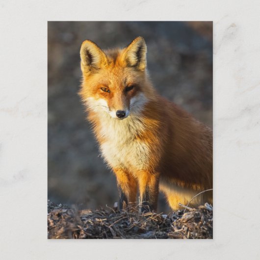 Carte Postale Foxy Stare (Devant)