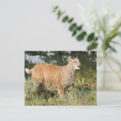 Carte Postale Fractalius Bobcat (Debout devant)