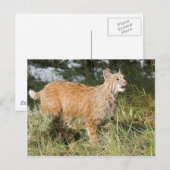 Carte Postale Fractalius Bobcat (Devant / Derrière)