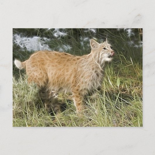 Carte Postale Fractalius Bobcat (Devant)