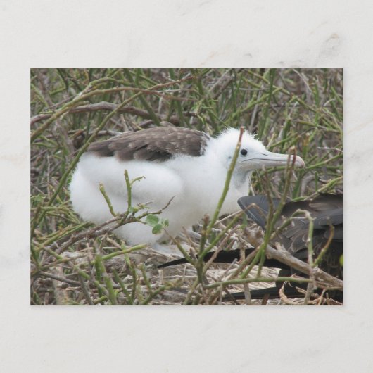 Carte Postale Fragata (frégate, Isla Seymour, Galapa (Devant)