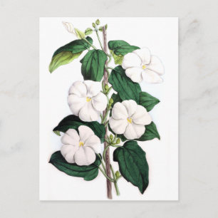 Carte Postale Fragrances Thunbergia