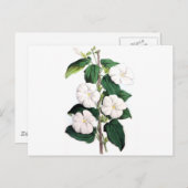 Carte Postale Fragrances Thunbergia (Devant / Derrière)