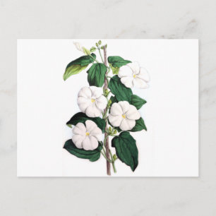 Carte Postale Fragrances Thunbergia