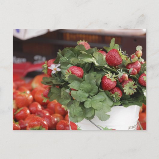 Carte Postale Fraise (Devant)
