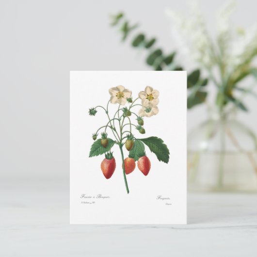 Carte Postale Fraise (Debout devant)