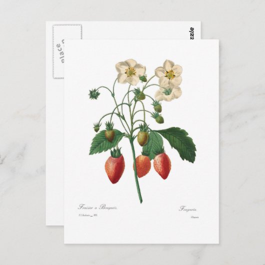 Carte Postale Fraise (Devant / Derrière)