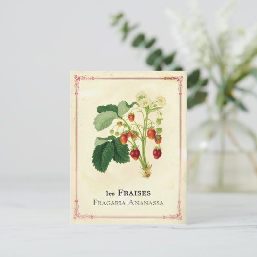 Carte Postale Fraise (Debout devant)