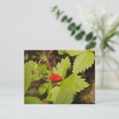 Carte Postale Fraise sauvage (Debout devant)