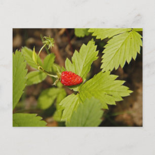 Carte Postale Fraise sauvage