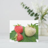Carte Postale fraise unique (Debout devant)