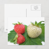 Carte Postale fraise unique (Devant / Derrière)