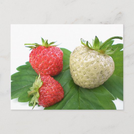 Carte Postale fraise unique (Devant)