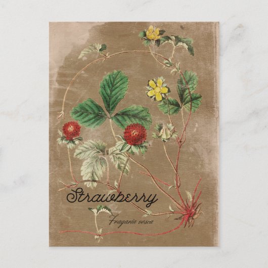 Carte postale Fraise vintage (Devant)