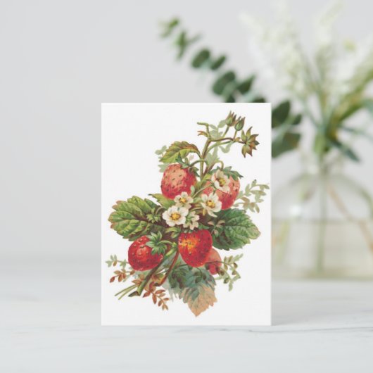 Carte Postale fraises botaniques (Debout devant)