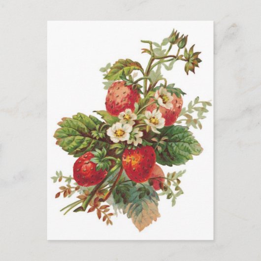 Carte Postale fraises botaniques (Devant)
