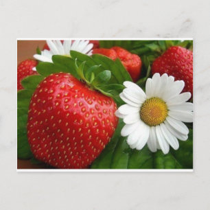 Carte Postale Fraises et marguerites