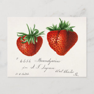 Carte Postale Fraises (Fragaria) Aquarelle de fruits Peinture