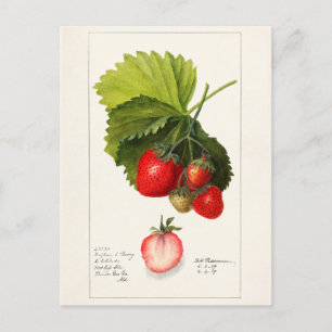 Carte Postale Fraises (Fragaria) Aquarelle de fruits Peinture