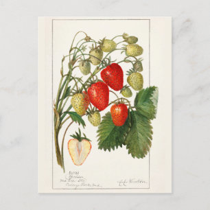 Carte Postale Fraises (Fragaria) Peinture à l'aquarelle de fruit