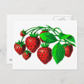 Carte Postale Fraises fraîches (Devant / Derrière)