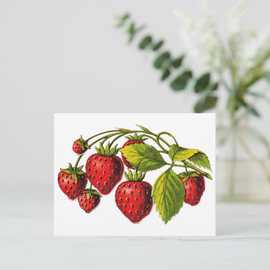 Carte Postale Fraises fraîches (Debout devant)