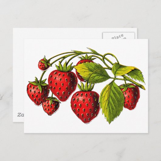 Carte Postale Fraises fraîches (Devant / Derrière)