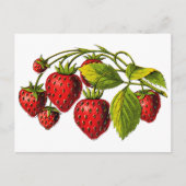 Carte Postale Fraises fraîches (Devant)