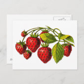 Carte Postale Fraises fraîches (Devant / Derrière)