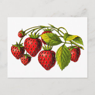 Carte Postale Fraises fraîches