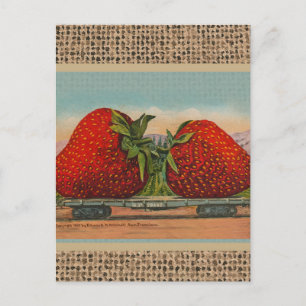 Carte Postale Fraises Giant Fruit Antique Fruit Amusant