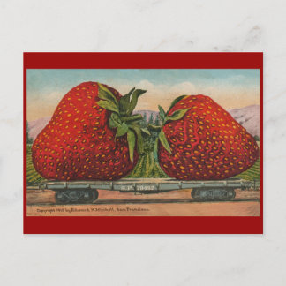 Carte Postale Fraises Giant Fruit Antique Fruit Amusant