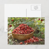 Carte Postale fraises sauvages (Devant / Derrière)