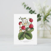 Carte Postale Framboise (Debout devant)