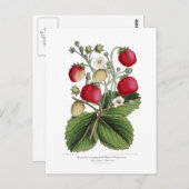 Carte Postale Framboise (Devant / Derrière)