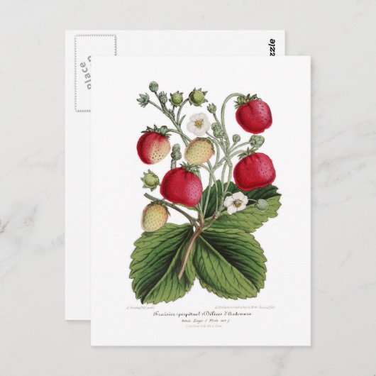 Carte Postale Framboise (Devant / Derrière)