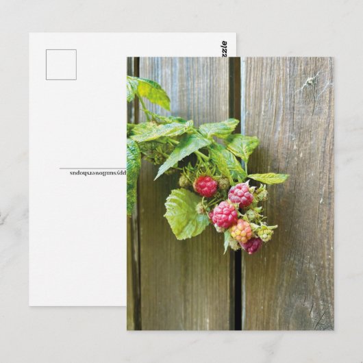 Carte postale framboise (Devant / Derrière)