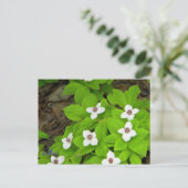 Carte Postale Framboise (Debout devant)