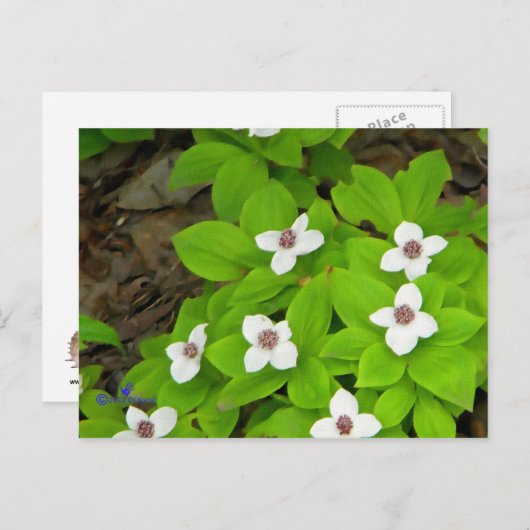 Carte Postale Framboise (Devant / Derrière)