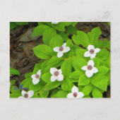 Carte Postale Framboise (Devant)