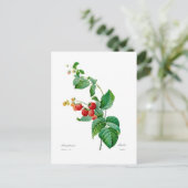 Carte Postale Framboise (Debout devant)