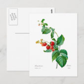 Carte Postale Framboise (Devant / Derrière)