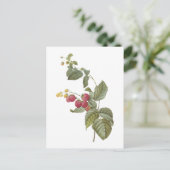 Carte Postale framboise (espèces de Rubus) par Redouté (Debout devant)