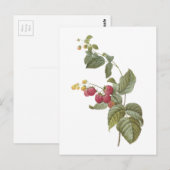Carte Postale framboise (espèces de Rubus) par Redouté (Devant / Derrière)